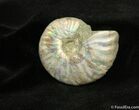 Iridescent Desmoceras latidorsatum Ammonite Fossil #740-1